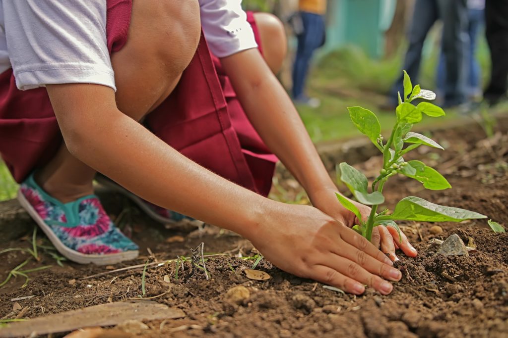 Planting Plantation Arbres Trees Child Enfant